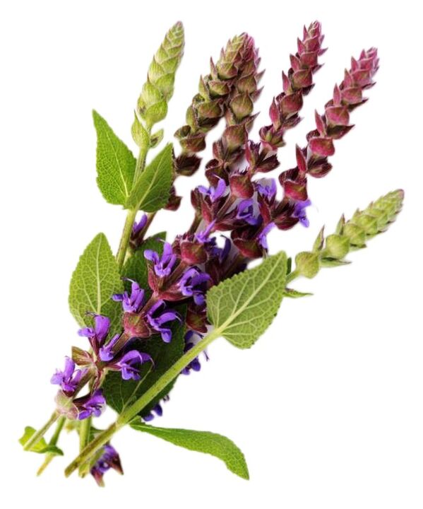 Estratto di salvia come parte di un gel zxcvbnmqwert
