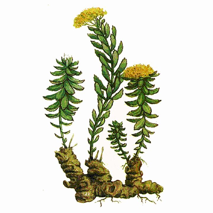 Rosela Rhodiola Extract come parte di Gigant Gel